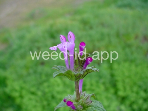 henbit